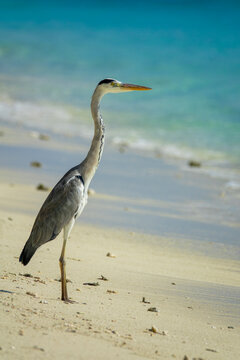 A grey heron looks out across the surf on a sandy beach, Baa Atoll, Soneva Fushi, Maldives