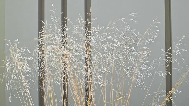 Tall grasses stand upright in a light setting, moving slightly as if reacting to light air.
