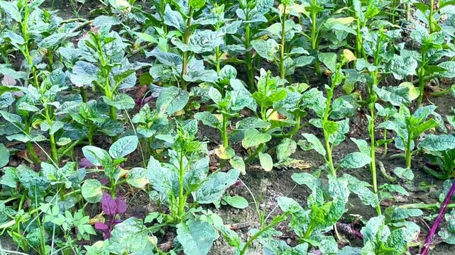 Basella alba commonly known as Malabar spinach or Puishak in Bengal, is a nutritious green leafy vegetable and a traditional remedy used in herbal medicine.