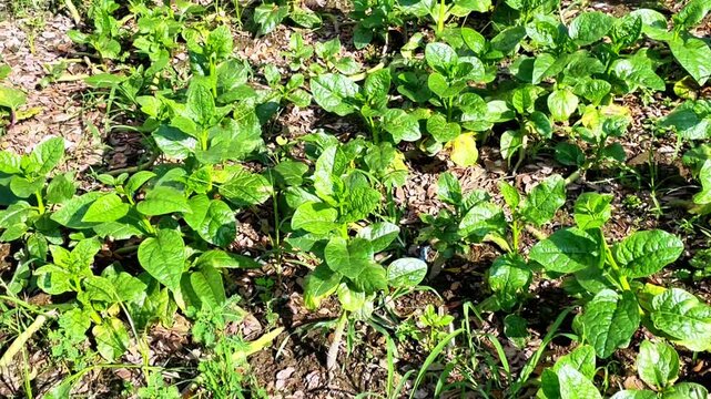 Basella alba commonly known as Malabar spinach or Puishak in Bengal, is a nutritious green leafy vegetable and a traditional remedy used in herbal medicine.