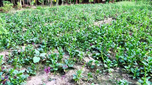 Basella alba commonly known as Malabar spinach or Puishak in Bengal, is a nutritious green leafy vegetable and a traditional remedy used in herbal medicine.