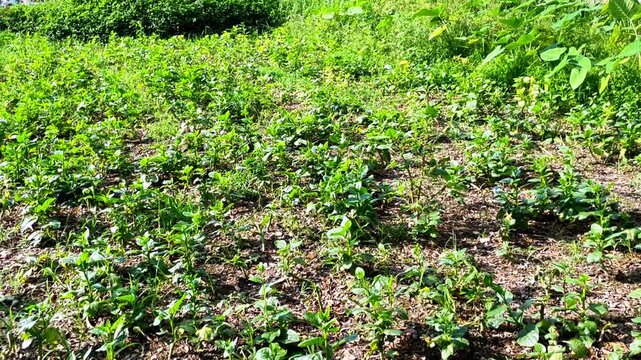 Basella alba commonly known as Malabar spinach or Puishak in Bengal, is a nutritious green leafy vegetable and a traditional remedy used in herbal medicine.