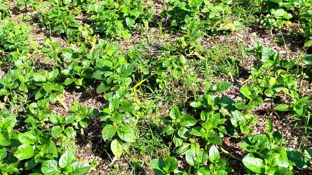 Basella alba commonly known as Malabar spinach or Puishak in Bengal, is a nutritious green leafy vegetable and a traditional remedy used in herbal medicine.
