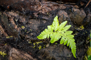 Green fern leaves, Nephrolepis cordifolia (tuberous sword fern) © JakaSuryanta
