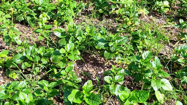 Basella alba commonly known as Malabar spinach or Puishak in Bengal, is a nutritious green leafy vegetable and a traditional remedy used in herbal medicine.