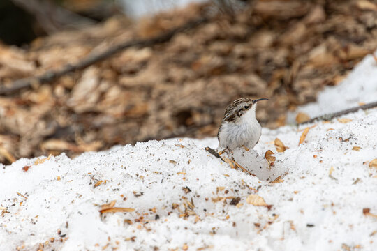 Bauml&auml;ufer im Schnee