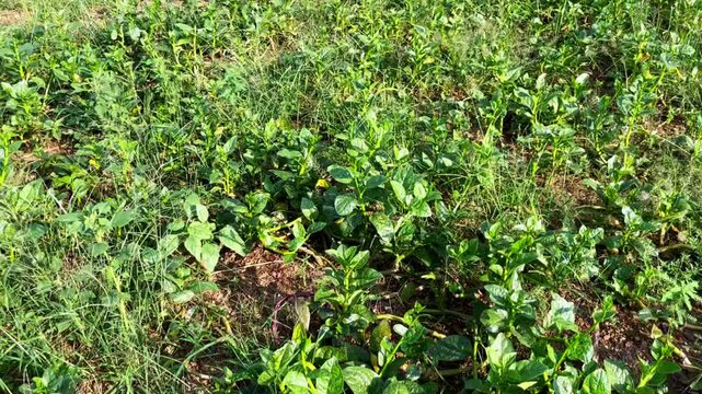 Basella alba commonly known as Malabar spinach or Puishak in Bengal, is a nutritious green leafy vegetable and a traditional remedy used in herbal medicine.