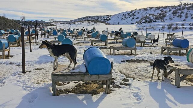 Alaskan huskies wait at an outdoor sled dog camp, surrounded by blue and white barrel shelters, feeding bowls, packed snow, footprints, and rolling mountain terrain on a cold winter day.