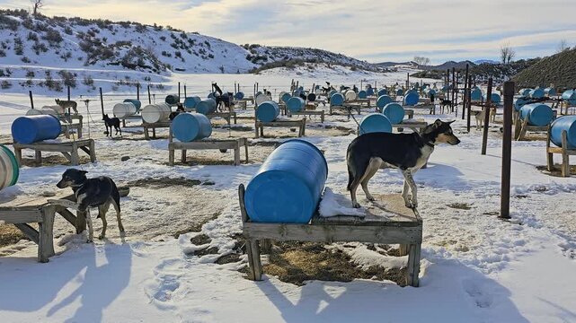 Close view of a tethered sled dog standing beside a barrel shelter at a snowy kennel, with rows of huskies, wooden platforms, feeding bowls, and rural hills stretching into the distance.