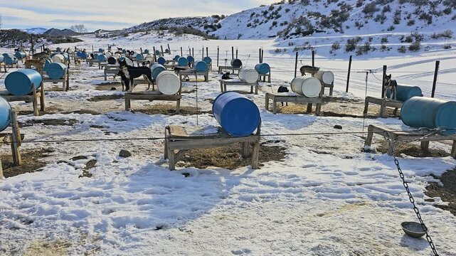 Brown and black husky stands alert on a chain beside its insulated barrel house, with many sled dogs, bowls, wooden frames, snow patches, and dry mountain slopes in the background nearby.
