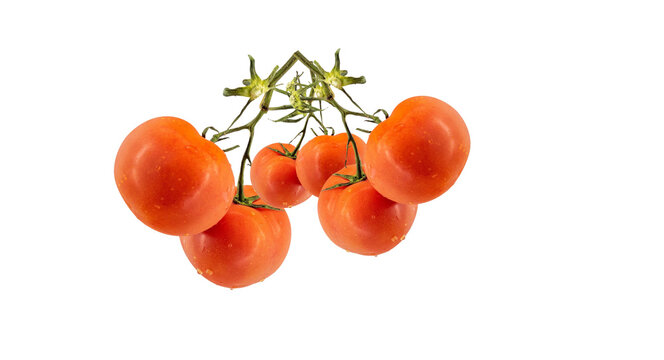 A hanging branch of fresh red tomatoes on the vine isolated against a solid black background, showcasing natural organic produce for culinary and food concepts