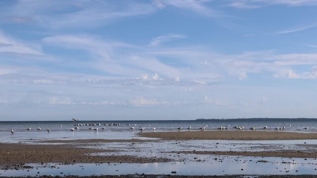 Flock of seagulls resting on shallow coastal waters and exposed sandbanks under a wide blue sky, capturing peaceful birdlife and the natural beauty of a quiet seaside habitat.
