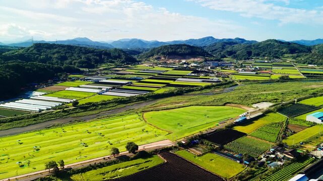 Aerial forward flight over small Geumsan village with rows of white greenhouses, golden rice paddies, shaded ginseng plots and open riverside meadow below hazy mountain ridges in South Korea