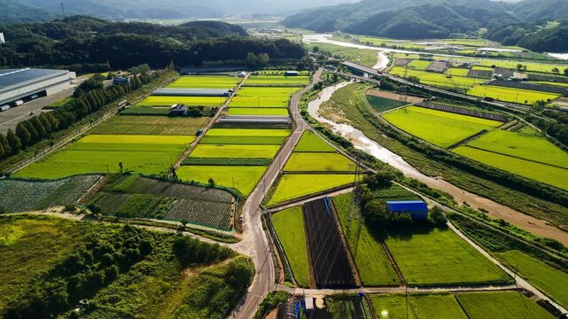 Aerial view over patchwork of ripening rice paddies split by narrow country roads and winding stream, with greenhouses, warehouse and hills framing farmland in Geumsan, South Korea