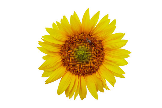yellow sunflower with bee isolated on white or transparent png