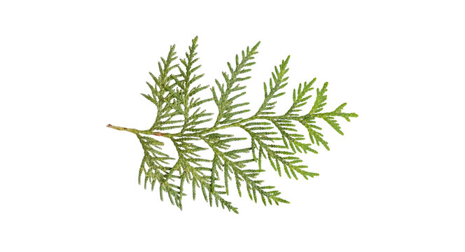 Detailed close-up top view of a fresh green cedar evergreen leaf branch isolated against a solid black background.