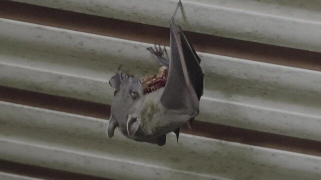 Close-up static shot capturing the facial details, prominent ears, and alert eyes of a fruit bat hanging inverted from an artificial slatted overhang while actively biting and consuming fruit.