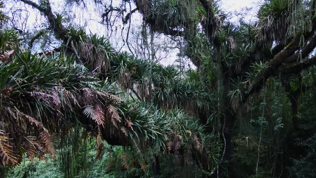 Dense epiphytes and ferns hang from thick moss-covered branches in the Yungas forest of northwest Argentina, with lush foliage filling the frame in soft overcast light.