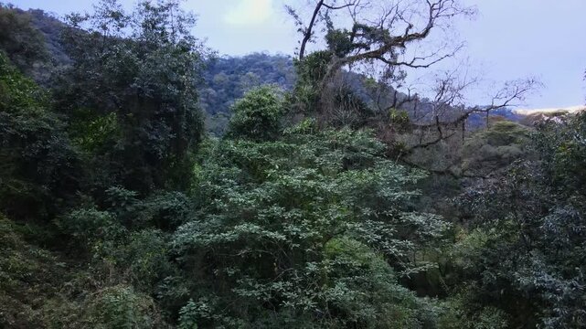 Dense Yungas cloud forest fills a steep Andean slope under a pale sky in northwest Argentina, with tangled branches and layered green canopy creating a wild mountain jungle scene.