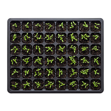 Seedlings growing in a plastic propagation tray are displayed on transparent background sprouts horticulture gardening