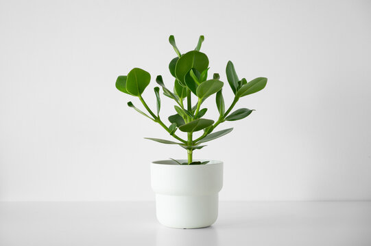 Clusia Rosea Houseplant in White Pot on White Background