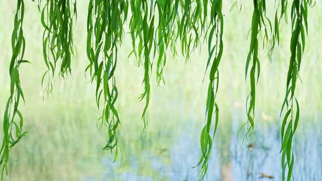 Green weeping willow leaves swaying in the gentle wind over water. Soft natural foliage background footage for relaxation and nature projects