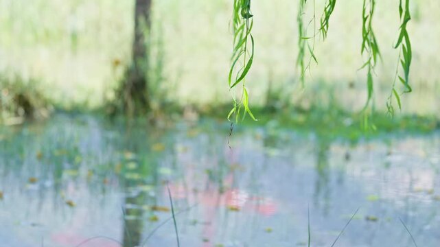 Green weeping willow leaves swaying in the gentle wind over water. Soft natural foliage background footage for relaxation and nature projects