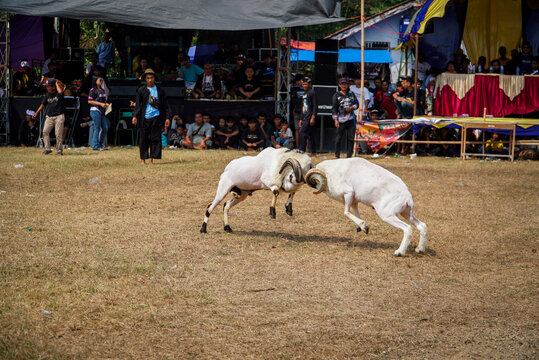 Two white sheep collide mid-leap in dusty arena. Crowd watches intently from behind barriers. Animal agility and instinct dominate the scene. Festival atmosphere thrives with vibrant background hues