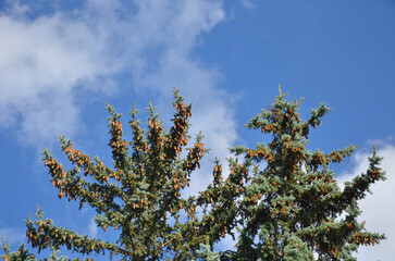 Blue spruce fir tree branches with brown cones against bright blue sky with light wispy clouds. Nature, sky, coniferous trees, natural environment. © Mariana