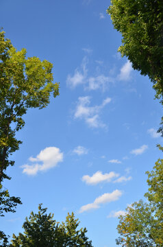 Bright blue sky and small white clouds with border of  lush green trees . Peaceful summer landscape with beautiful sky and frees in sunny day , bottom view. 
