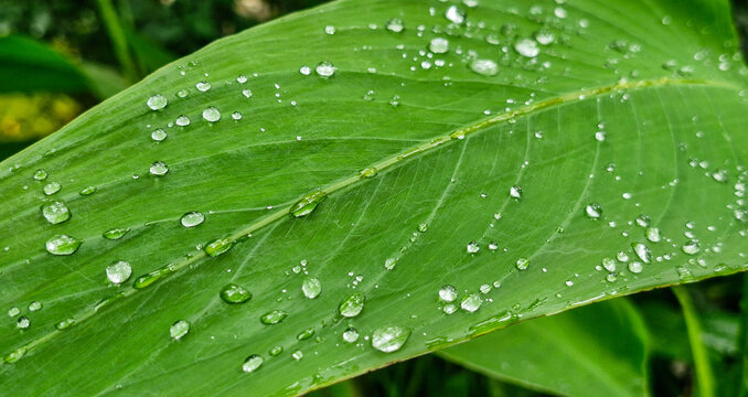 Water drops on green leaf perspective view with selective focus. Macro detail of fresh tropical Thalia geniculata foliage covered in sparkling rain droplets after storm.