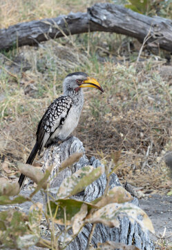 yellow billed hornbill
