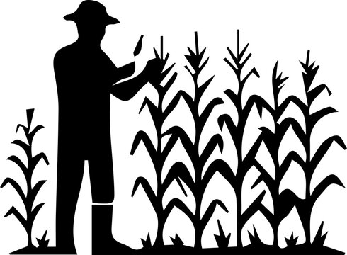 Black silhouette of farmer harvesting corn crops in field for agricultural purposes.
