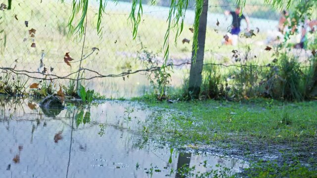 Green weeping willow leaves swaying in the gentle wind over water. Soft natural foliage background footage for relaxation and nature projects