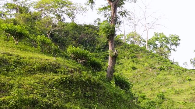 Beautiful tea plantation on hills with forest trees at khadimnagar, sylhet, Bangladesh.