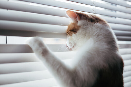 Ginger Tabby by the Window