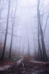 Fototapeta premium Foggy forest path leading through dense mist