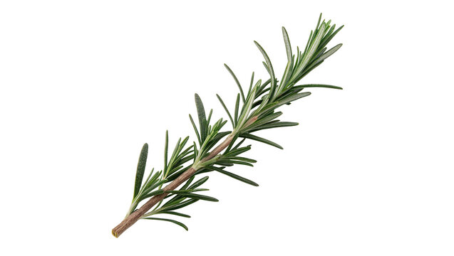 Fresh green rosemary herb branch sprig isolated on transparent background.