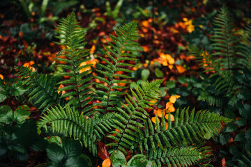 Green fern fronds growing in autumn forest © Zoran Jesic