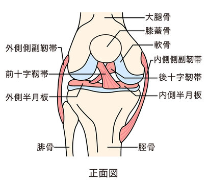 膝関節のしくみ　正面図　靭帯　構造