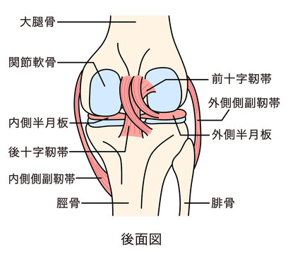 膝関節のしくみ　後面図　靭帯　構造
