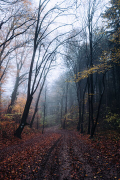 Autumn forest path in thick morning fog