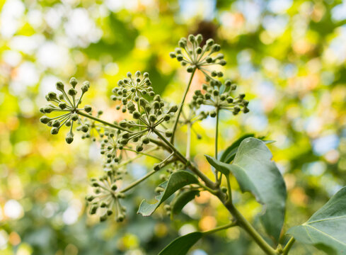 boutons de fleurs de lierre