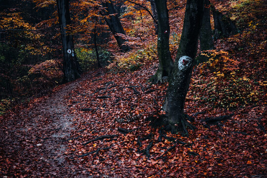 Autumn forest trail path winding through colorful fall foliage