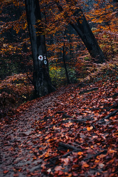Forest trail path with autumn leaves and hiking markers
