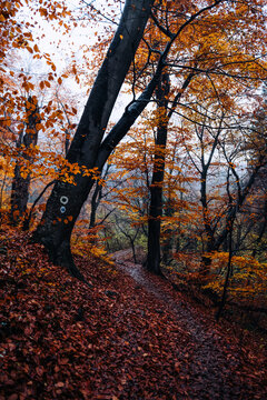 Autumn forest path with vibrant orange foliage