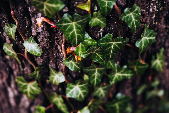 Green ivy leaves climbing tree bark texture