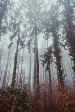 Tall pine trees growing in a mysterious foggy forest