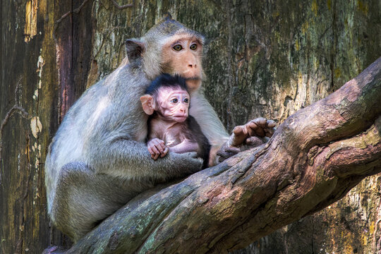 Portrait of Macaque monkeys mother and newborn baby in a tree in Angkor, Cambodia