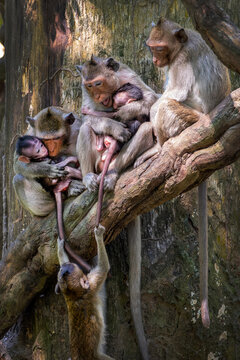 Macaque monkeys family portrait with mother and newborn baby fighting in a tree in Angkor, Cambodia